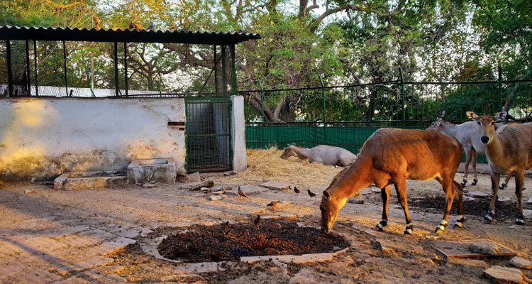 Kamla Nehru Zoo Ahmedabad (Timings, Entry Fee, Safari, Images, Reviews,  Location & Contact Phone) - Ahmedabad Tourism 2023