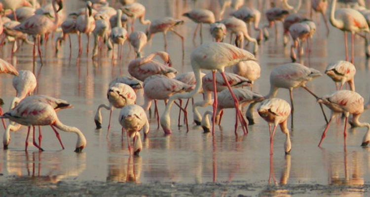 Rann of Kutch wildlife sanctuary Ahmedabad (Entry Fee, Timings, Safari,  Best time to visit, Images, Facts & Location) - Ahmedabad Tourism 2023