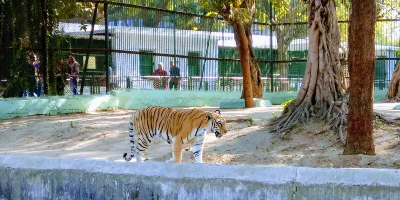 Kamla Nehru Zoo Ahmedabad (Timings, Entry Fee, Safari, Images, Reviews, Location & Contact Phone) - Ahmedabad Tourism 2023