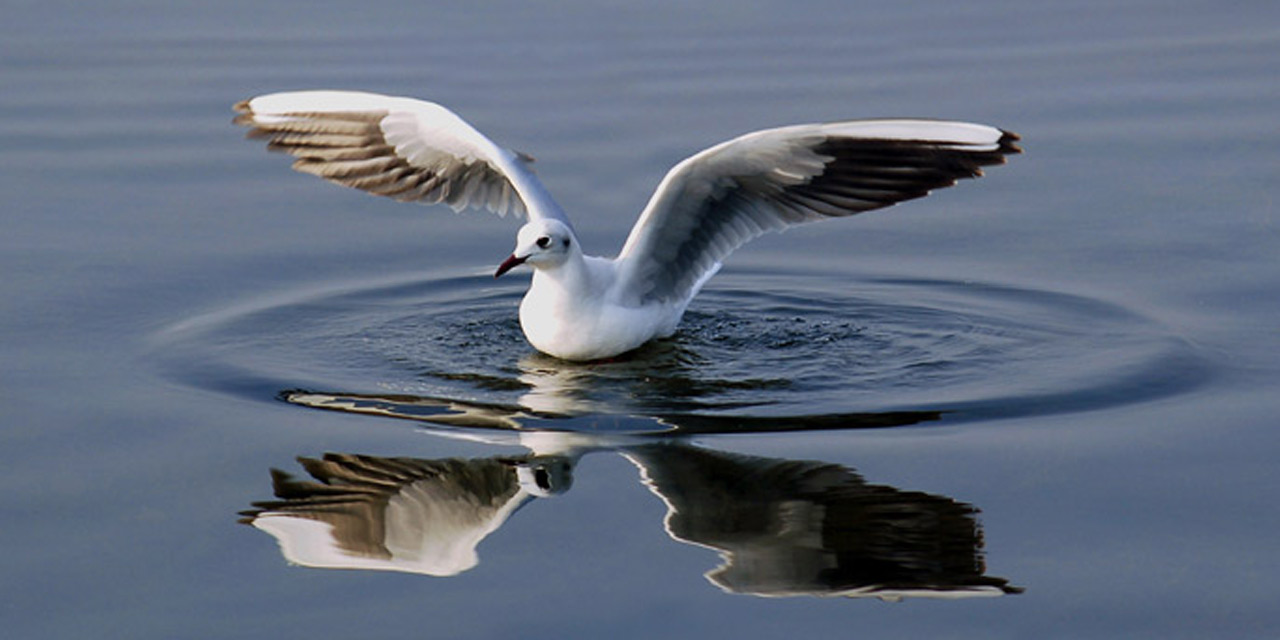 Nal Sarovar Bird Sanctuary, Ahmedabad Top Places to Visit