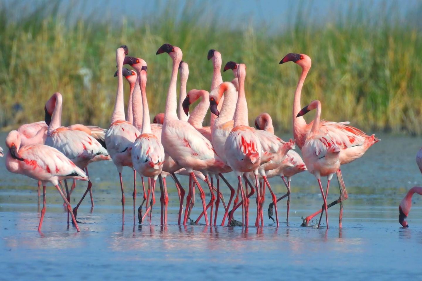 Nal Sarovar Bird Sanctuary, Ahmedabad Top Places to Visit