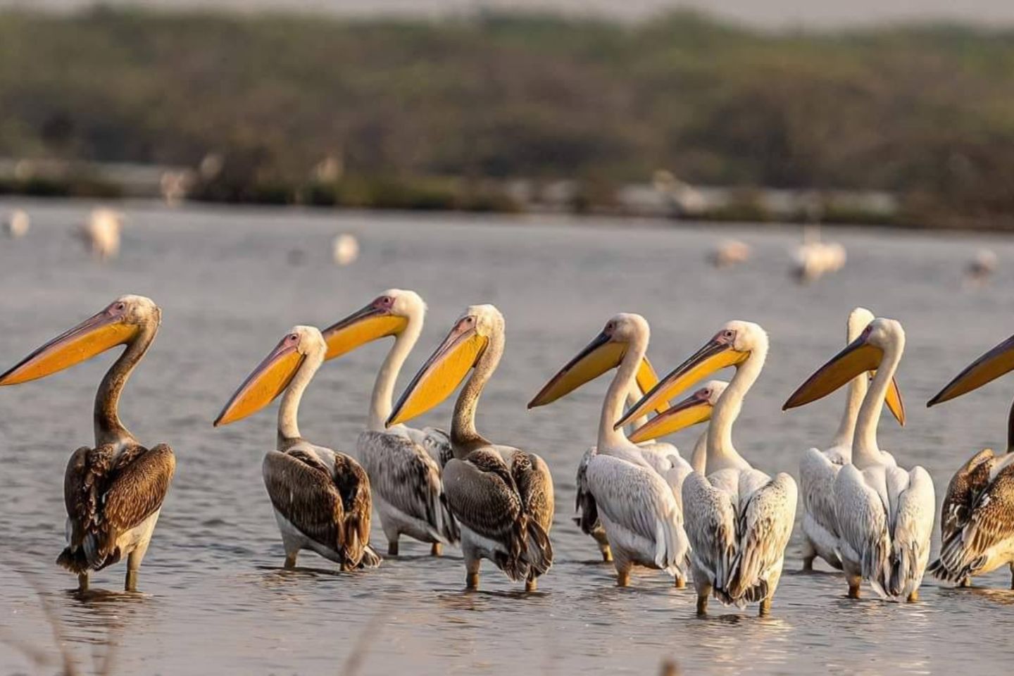 Rann of Kutch wildlife sanctuary Ahmedabad